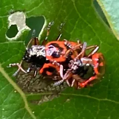 Willow Leaf Beetle thumbnail 1