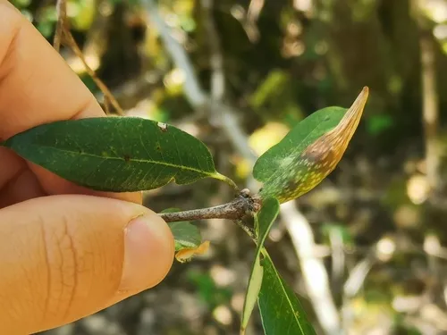 Beaked Spindle Gall Wasp