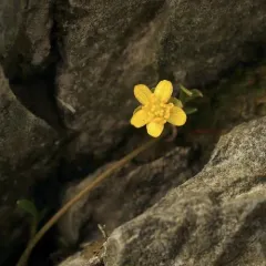 Creeping Spearwort thumbnail 2