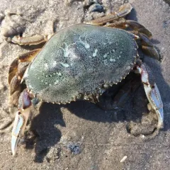 Dungeness Crab thumbnail 3