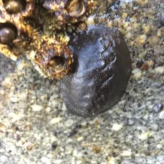 Black Leather Chiton thumbnail 2