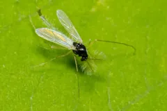 Phaenopsectra punctipes thumbnail 4