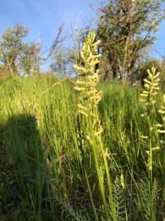Palouse Milkvetch thumbnail 2