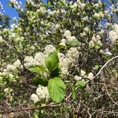 redstem ceanothus thumbnail 4