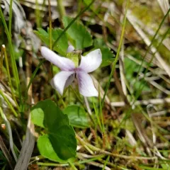 alpine marsh violet thumbnail 3