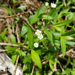 Largeleaf Sandwort thumbnail 2