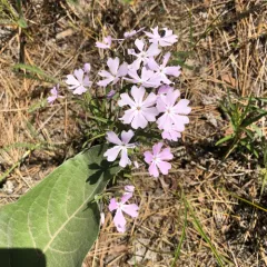 showy phlox thumbnail 3