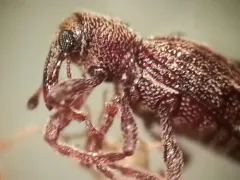 Sthereus quadrituberculatus thumbnail 4