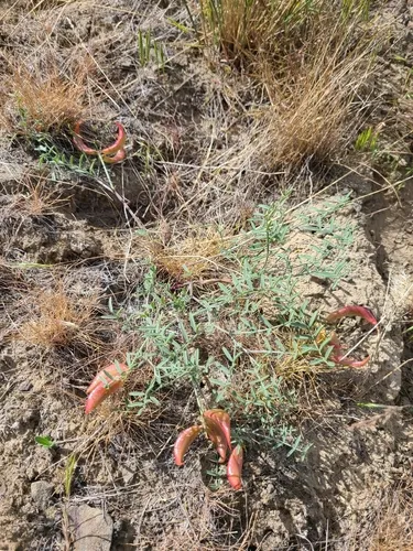 Columbian Milkvetch