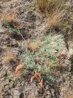 Columbian Milkvetch thumbnail 1