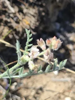 Buckwheat Milkvetch thumbnail 1