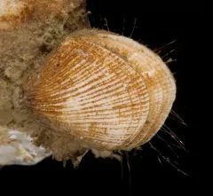 Terebratulina unguicula thumbnail 1