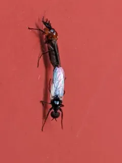 Dilophus strigilatus thumbnail 3