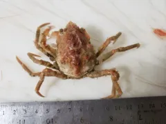 Hyas alutaceus thumbnail 3