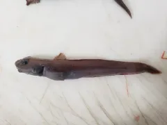 Paamiut eelpout thumbnail 4