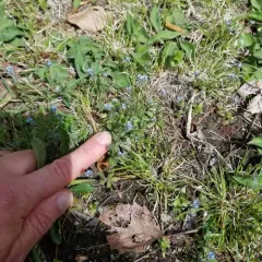 field forget-me-not thumbnail 3