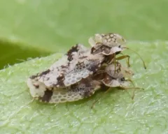 Willow Lace Bug thumbnail 2
