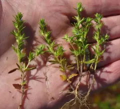 Spring Speedwell thumbnail 2