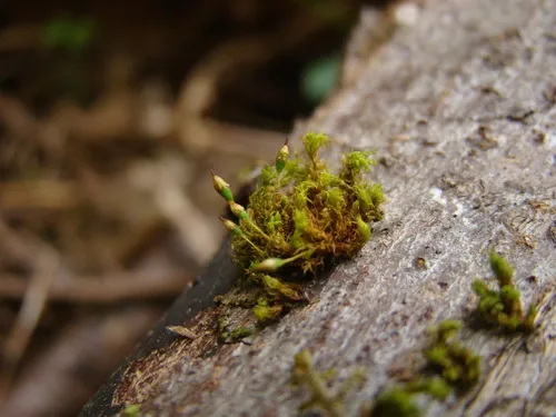 Elegant Bristle-moss