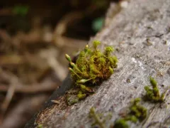 Elegant Bristle-moss thumbnail 1
