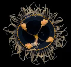 Orange-striped Jellyfish thumbnail 2