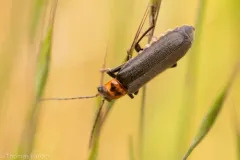 Cyrtomoptera divisa thumbnail 2