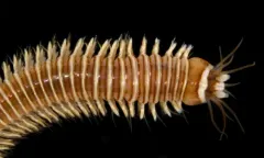 Cheilonereis cyclurus thumbnail 4