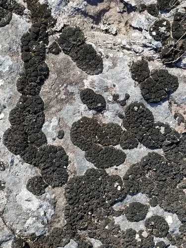 Grimmia unicolor