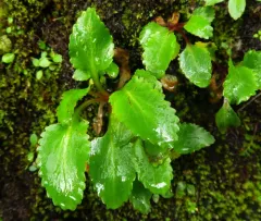 Gorman's Saxifrage thumbnail 4