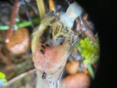 Proteinus basalis thumbnail 1