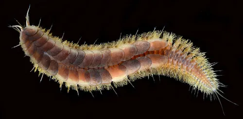 Hermadion truncata