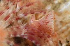 Yoke-bearer Calcareous Tubeworm thumbnail 2