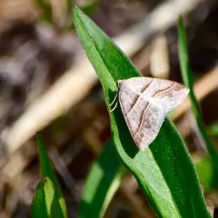 Northern Petrophora Moth thumbnail 2