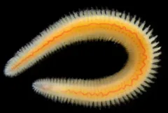 Paleanotus bellis thumbnail 2