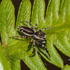 Common white-cheeked jumping spider thumbnail 5