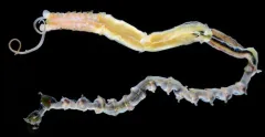 Mesochaetopterus taylori thumbnail 3