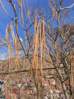 southern catalpa thumbnail 2