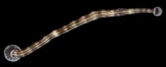 Heptacyclus virgatus thumbnail 2