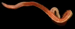 Naineris dendritica thumbnail 2