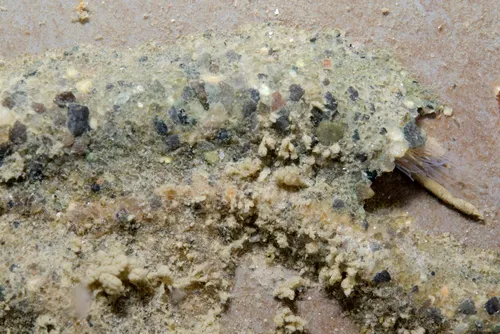 Stone-cave Sandmason Tubeworm
