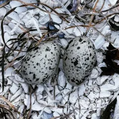 Black Oystercatcher thumbnail 1