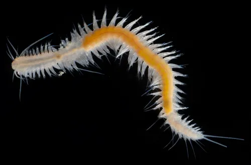 Podarkeopsis glabrus