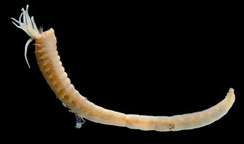 Anobothrus gracilis