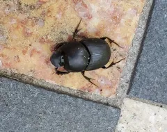 Bull-headed Dung Beetle thumbnail 2