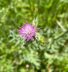 Italian thistle thumbnail 2