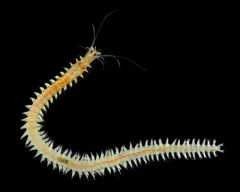Platynereis bicanaliculata thumbnail 2
