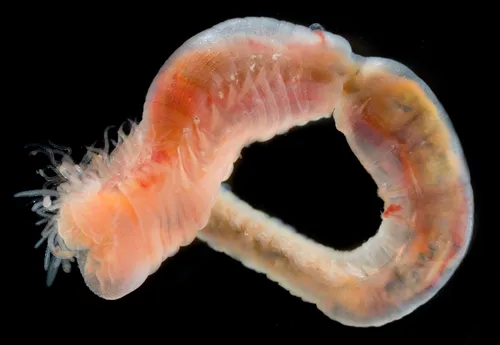 Artacama coniferi