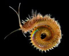 Ornate Tubeworm thumbnail 3