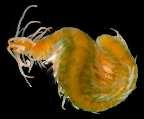Epigamia magna