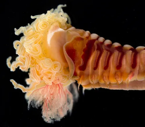 Pista brevibranchiata